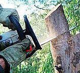 Best Commercial Tree Services  in Mccom, MS