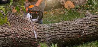 How Our Tree Care Process Works  in  Mccom, MS