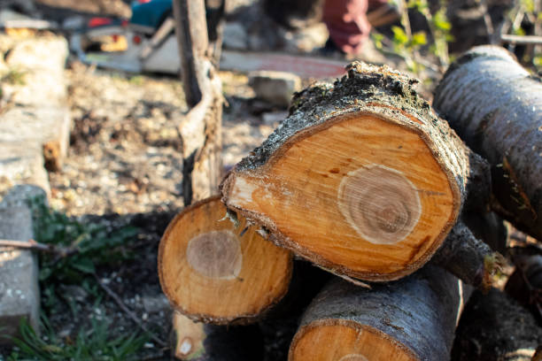 Best Tree Disease Treatment  in Mccom, MS