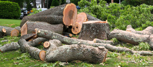 Best Storm Damage Tree Cleanup  in Mccom, MS