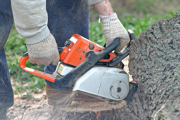Best Tree Trimming and Pruning  in Mccom, MS