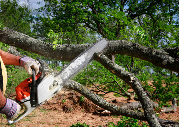 Best Hedge Trimming  in Mccom, MS