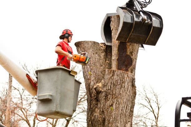 Trusted Mccom, MS Tree Care Experts