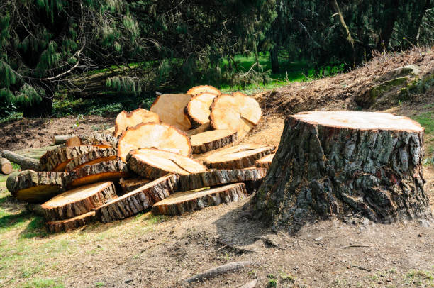 Best Tree Preservation Services  in Mccom, MS